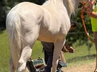 雄馬, Kentucky mountain daddle horse — 写真 6