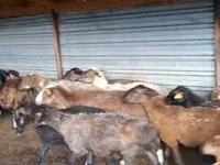 ვერძი, Adal sheep — ფოტო 1