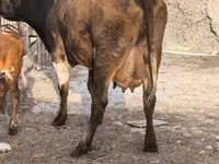 Vache, Bovins — photo 3