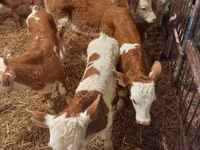 Býk, Simmental cattle — foto 5