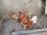 Chickens — foto 3