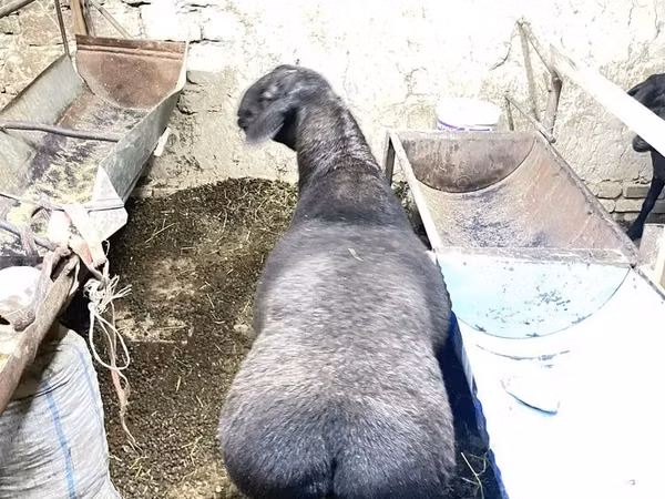 ஆண் ஆடு, Hissar sheep