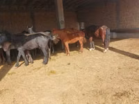حصان, Horse breed — الصورة 4