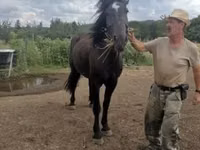 Бие, Međimurje horse — 2-сурет