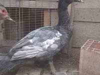 Turkeys — 写真 1