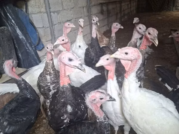 Turkeys