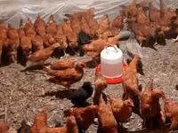 Chickens — Foto 2