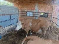 பசு, French Simmental cattle — புகைப்படம் 1