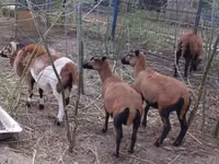 Beran, Cameroon sheep — foto 4