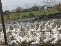 Deutscher Pekin — Foto 1