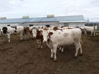 Bulle, Russian Black pied cattle — Foto 5