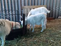 Chèvre, Pomellata goat — photo 3