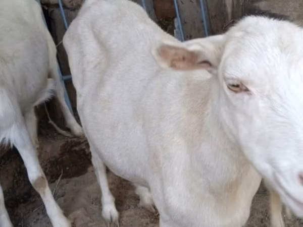 母山羊, Goats