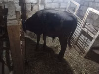 காளை, அபர்டீன் - ஆங்கஸ் — புகைப்படம் 1