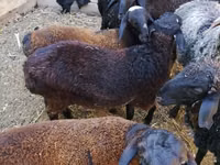 Baran, Arabi sheep — zdjęcie 6