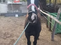 母马, Horses — 照片 1