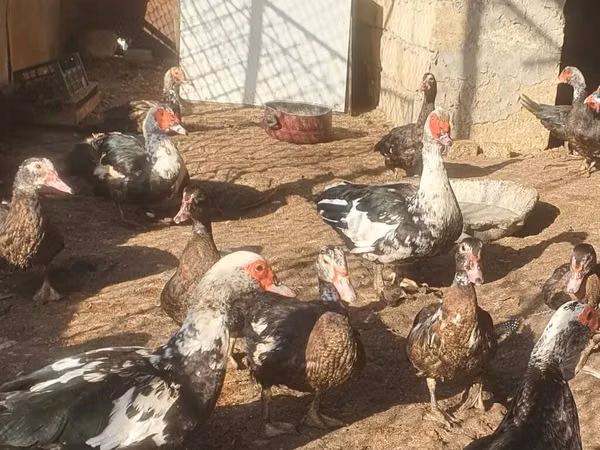 Ducks — Azerbaïdjan