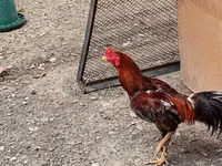 Chickens — Foto 1