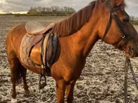 母马, Horses — 照片 5