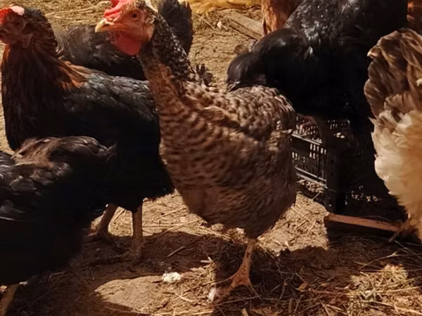 Chickens