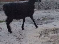 Ovejas (lote, sexo no especificado), Ovejas — foto 1