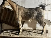 Ziege, Alpine goat — Foto 3