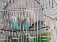 Məhsul: Budaqlı qəfəsdə dalmatin/zolaqlı mavi-bəyaz dalğıç (budaq) — foto 3