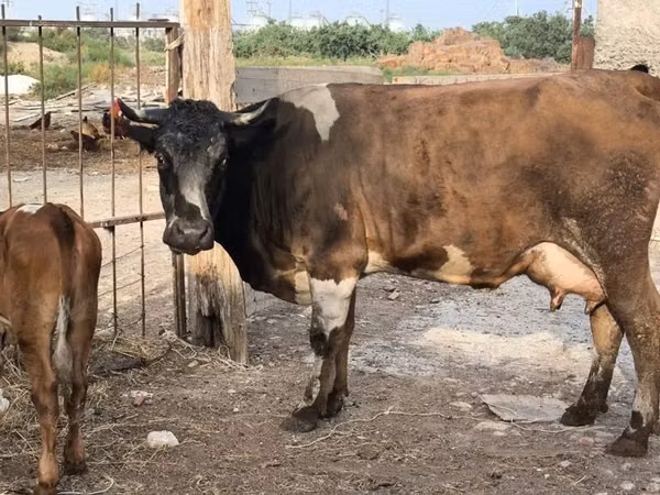 ძროხა, მსხვილფეხა რქოსანი