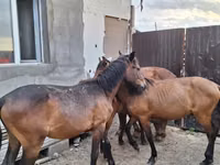Chevaux (lot, sexe non indiqué), Kazakh horse — photo 7