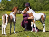 Aygʻir, American shetland pony — 1-rasm