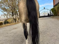 Stute, Welsh Mountain Pony — Foto 3