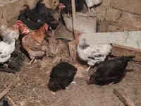 Chickens — 写真 8