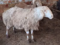 பெண் ஆடு, West-Siberian mutton sheep — புகைப்படம் 1