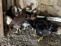 Chickens — foto 2