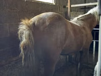 Yegua, Caballos — foto 2