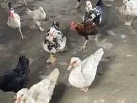 Ducks — الصورة 3