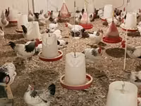 Chickens — foto 5