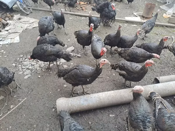 Turkeys — Azerbaïdjan