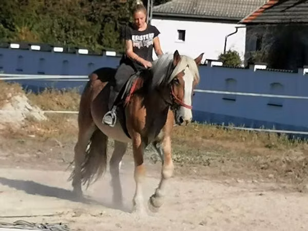 Aygʻir, Gypsy horse