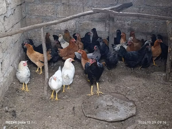 Chickens