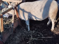 Baran, Lacaune sheep — zdjęcie 3