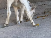 Cabra, Nubian Goat — foto 2