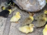 Ducks — 写真 1