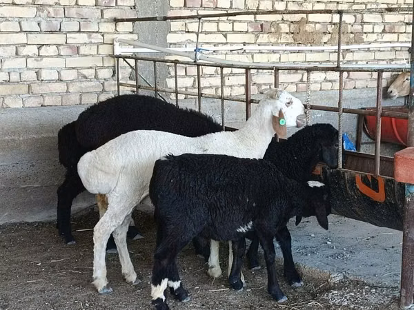 ვერძი, ცხვრები