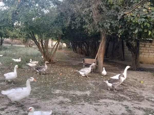 Geese