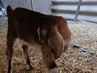 Ziegenbock, Nubian Goat — Foto 7