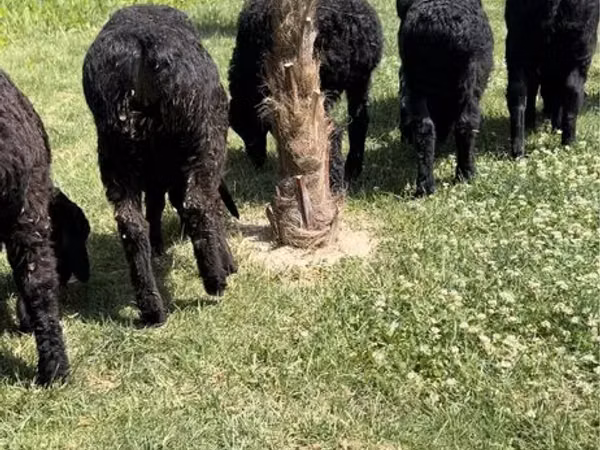 Ovejas (lote, sexo no especificado), Ovejas
