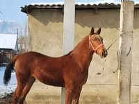 குதிரை, Karabair horse — புகைப்படம் 2