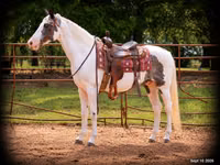 Kůň, National Show Horse — foto 1
