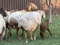 Schaf, Arashan sheep — Foto 2